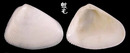 半紋斧蛤 Donax semigranosus 3