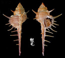 寶島骨螺 Murex trapa 1