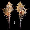 寶島骨螺 Murex trapa 2