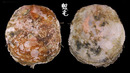 雲母蛤 Placuna placenta 1