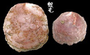雲母蛤 Placuna placenta 3