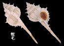 岷答那峨骨螺 Murex mindanoensis 2