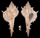 岷答那峨骨螺 Murex mindanoensis 3