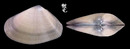 緣齒斧蛤 Donax denticulatus 1
