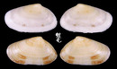 Cornea尖峰蛤 Donacilla cornea 2