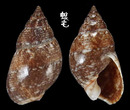 Limnaeformis織紋螺 Nassarius limnaeformis 2