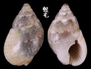 Limnaeformis織紋螺 Nassarius limnaeformis 3