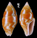 黃麥螺 Pyrene flava 2