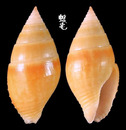 黃麥螺 Pyrene flava 3