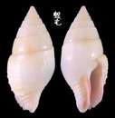 黃麥螺 Pyrene flava 4