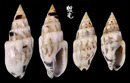 白花麥螺 Mitrella albina 1