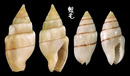 白花麥螺 Mitrella albina 2