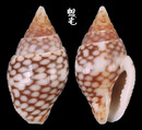 麥螺 Pyrene testudinaria 2