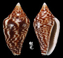 芋形麥螺 Parametaria epamella 1