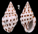 黑菩薩麥螺 Anachis misera nigromaculata 2