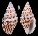 黑菩薩麥螺 Anachis misera nigromaculata 3