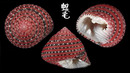 紅莓鐘螺 Clanculus pharaonius 2