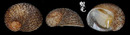 廣口鐘螺 Granata sulcifera 2