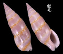 筍形麥螺 Aesopus spiculus 2