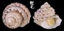 龍骨鐘螺 Euchelus quadricarinatus 2