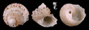 龍骨鐘螺 Euchelus quadricarinatus 3