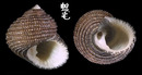 灰黑鐘螺 Euchelus atratus 1
