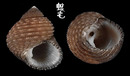 灰黑鐘螺 Euchelus atratus 2