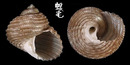 灰黑鐘螺 Euchelus atratus 3