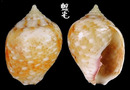 Deshayesii麥螺 Euplica deshayesii 1