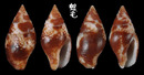 紅花麥螺 Pyrene marmorata 2