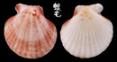 女王海扇蛤 Aequipecten opercularis 1