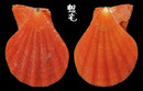 Fulvicostatum海扇蛤 Semipallium fulvicostatum 1