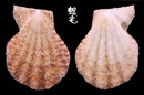 Fulvicostatum海扇蛤 Semipallium fulvicostatum 3
