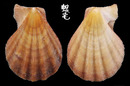 Fulvicostatum海扇蛤 Semipallium fulvicostatum 4