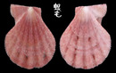 Fulvicostatum海扇蛤 Semipallium fulvicostatum 5