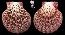油畫海扇蛤 Cryptopecten pallium 1