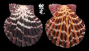 油畫海扇蛤 Cryptopecten pallium 2