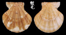 小美海扇蛤 Flexopecten flexuosus 1