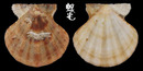 小美海扇蛤 Flexopecten flexuosus 2