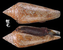 海之榮光芋螺 Conus gloriamaris 1