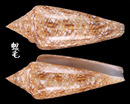 海之榮光芋螺 Conus gloriamaris 6