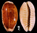 清齒寶螺 Cypraea caurica 3