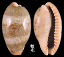 清齒寶螺 Cypraea caurica 4
