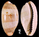 清齒寶螺 Cypraea caurica 6