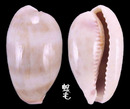 清齒寶螺 Cypraea caurica 7
