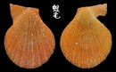 多彩海扇蛤 Chlamys irregularis 1