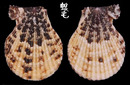 白紋海扇蛤 Chlamys albolineata 2