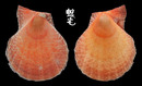 疏鱗海扇蛤 Chlamys squamosa 1