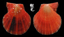 疏鱗海扇蛤 Chlamys squamosa 2