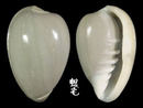台灣穀米螺 Marginella bernardii 3